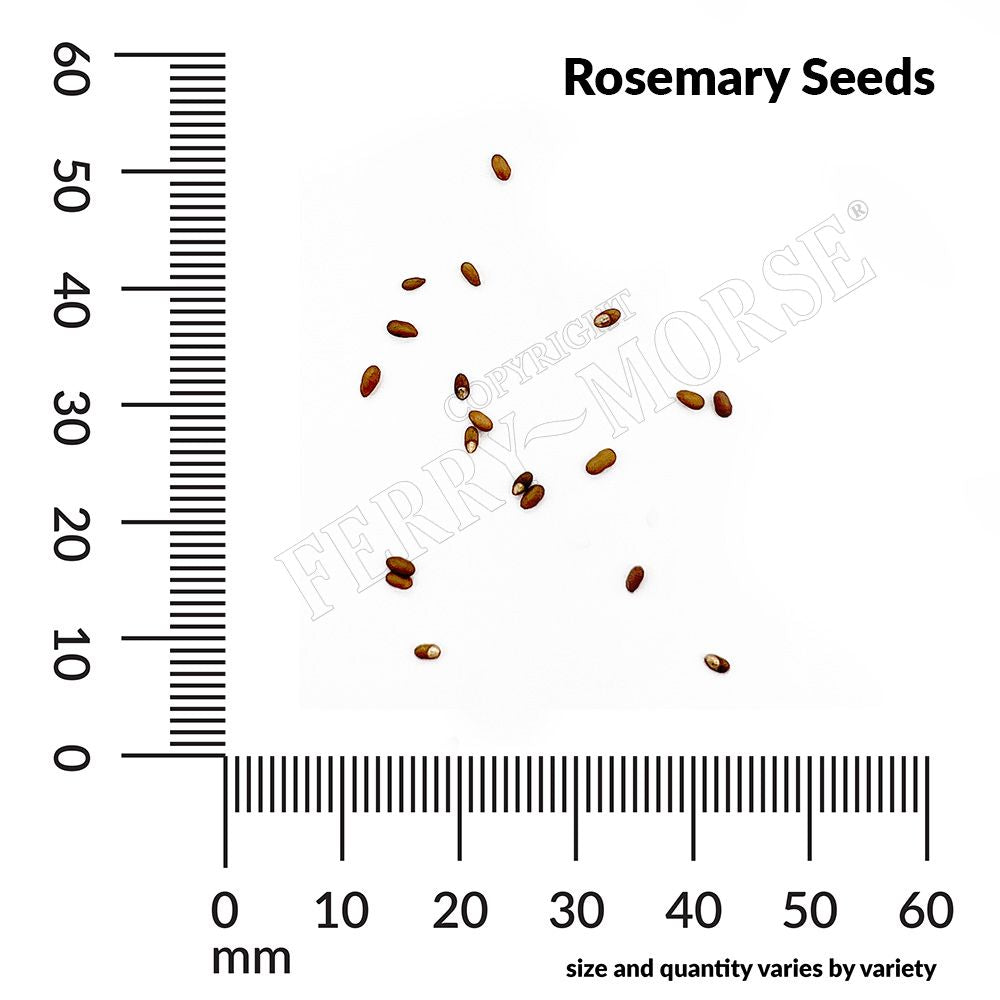 Rosemary seed spill and measurement